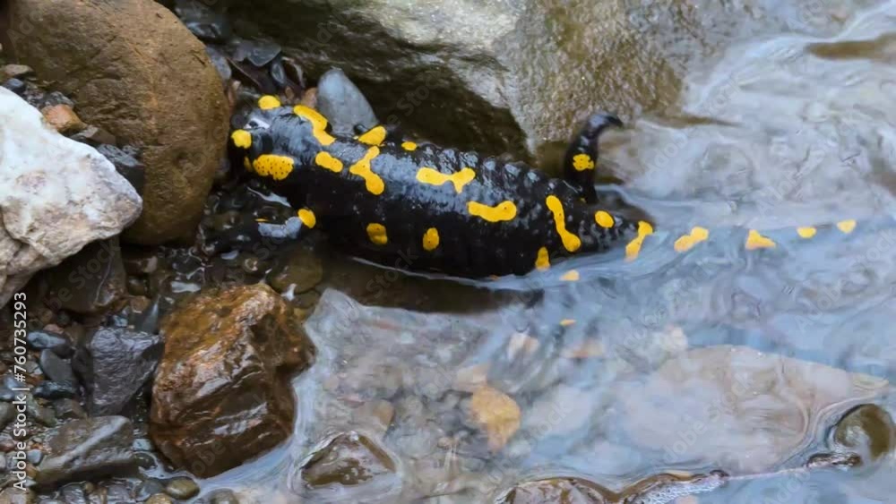 a clear mountain river from the peaks of the Carpathians, it is inhabited by fire salamanders, beautiful rare slow-moving amphibians a clear mountain river from the peaks of the Carpathians, it is inhabited by fire salamanders, beautiful rare slow-moving amphibians