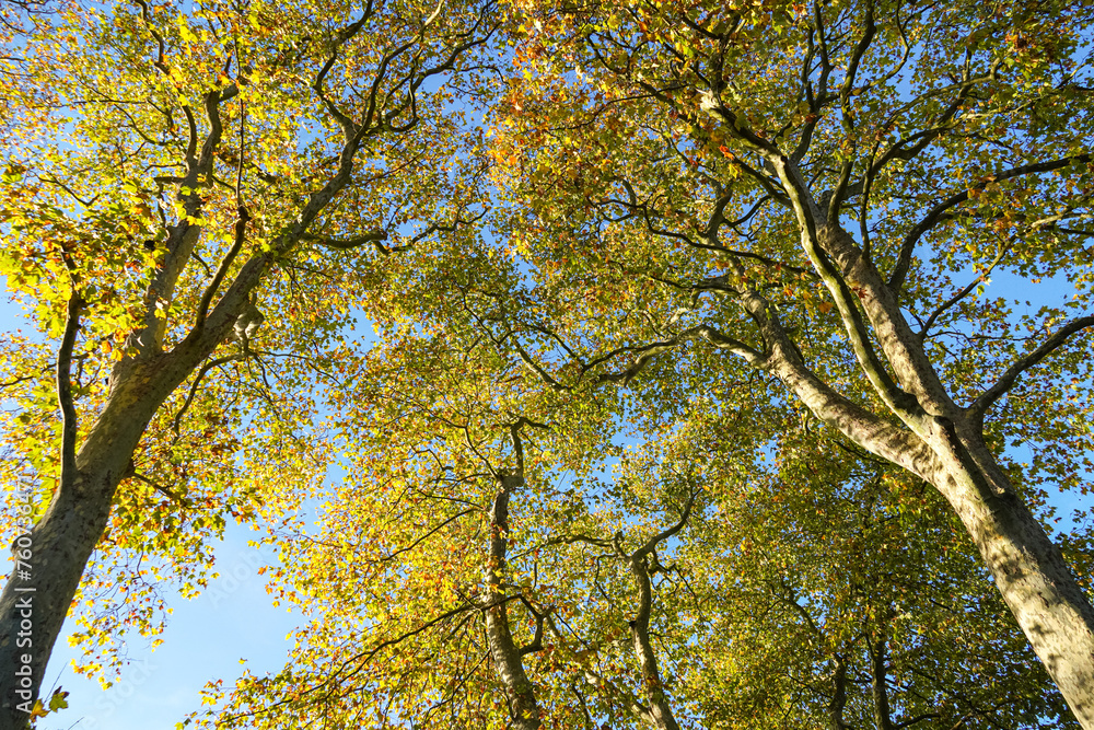 Colorful autumn leaves of London planes in sunset light Colorful autumn leaves of London planes in sunset light