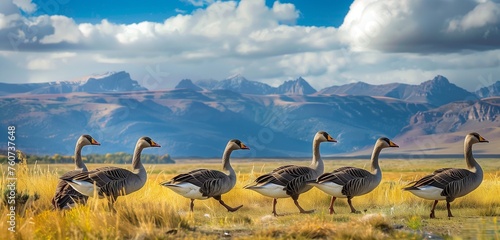 Group of geese are walking in the range photo