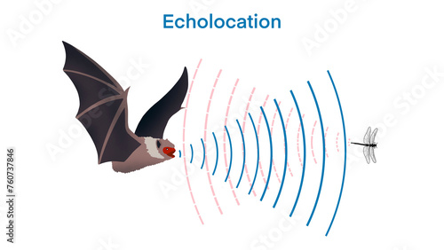 echolocation in bat, bat hunt their prey by making high pitched sounds and listening for echoes, Echolocation in Bat, Echo. Audio source from the speaker hitting an obstacle, prey, returning, Bio sona photo