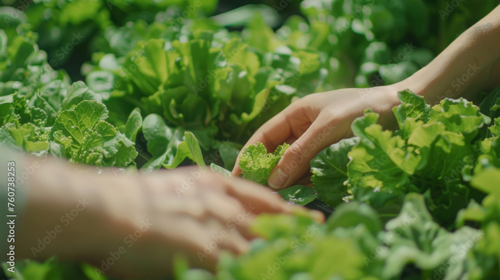 Farmerr hands gathering fresh hydroponic produce from a greenhouse in organic farm, smart farming concept