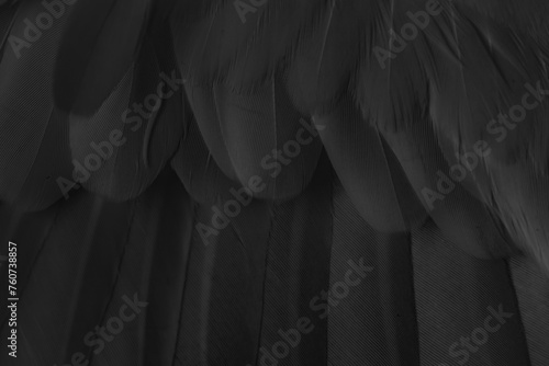 black feather pigeon macro photo. texture or background © Krzysztof Bubel