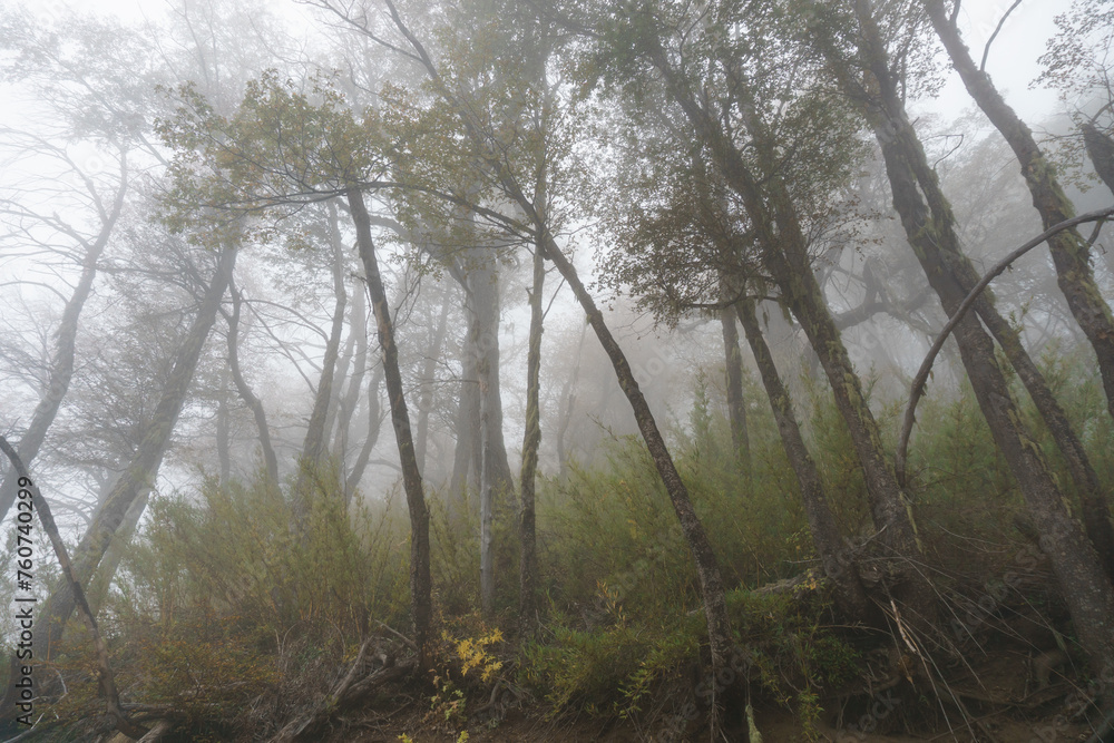 Obraz premium Fog in the mountain forest