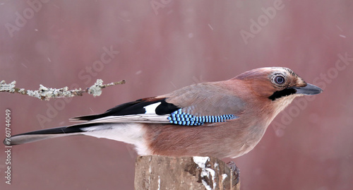 Eurasian Jay on the tree (Garrulus glandarius)
