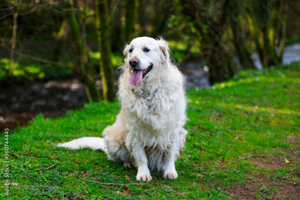 A purebred white golden retriever portrait taken in the a forest trail with lots of green vegetation