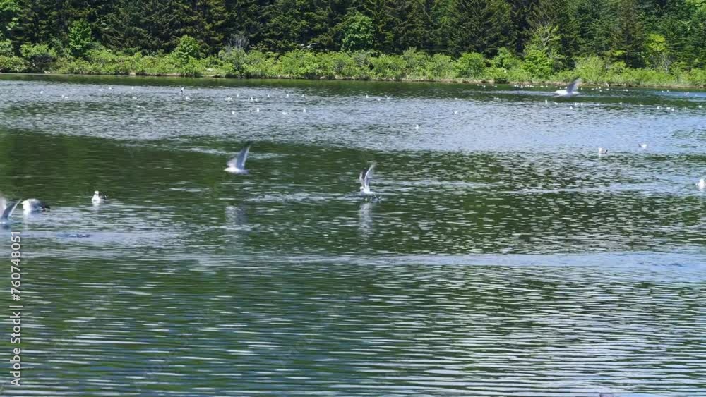 Otatomari Swamp. The largest lake on Rishiri Island. lots of seabirds. Otatomari Swamp. The largest lake on Rishiri Island. lots of seabirds.