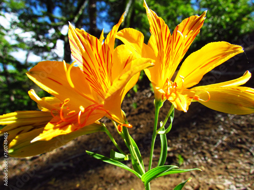 hermosa flor amarilla en las altas cumbres de la cordillera de Los Andes  Chile