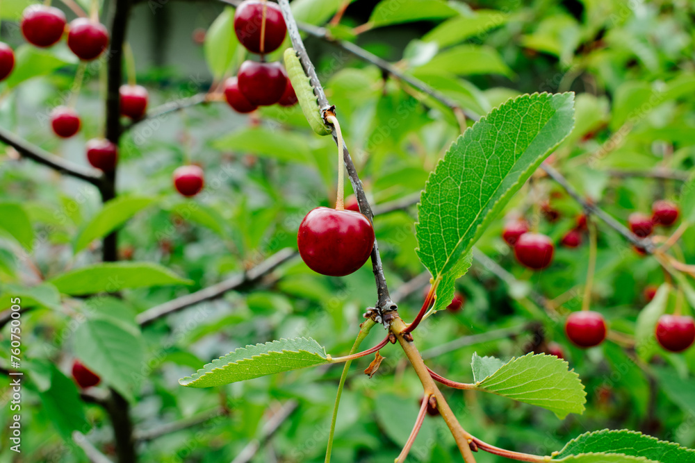 Close up on big Cherries hanging on a cherry tree branch. cherries hanging on cherry tree branch with green leaves and blurred background Close up on big Cherries hanging on a cherry tree branch. cherries hanging on cherry tree branch with green leaves and blurred background