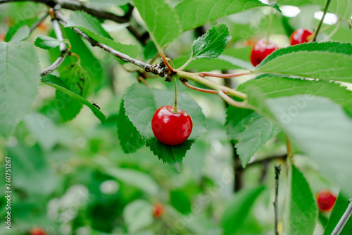 Close up on big Cherries hanging on a cherry tree branch. cherries hanging on cherry tree branch with green leaves and blurred background