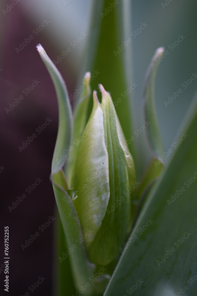 Obraz premium Zielony tulipan
