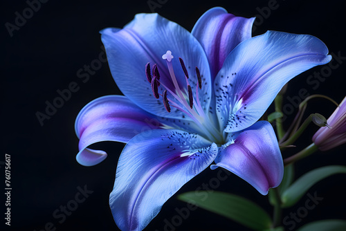 Close up of purple lily isolated on black background
