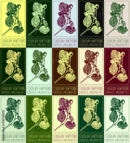 Set of vector drawing SIBERIAN HAWTHORN in various colors. Hand drawn illustration. The Latin name is CRATAEGUS SANGUINEA PALL.