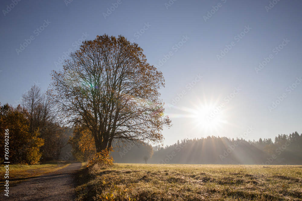 Fototapeta premium Majestic sunrise over a solitary tree in a vast field