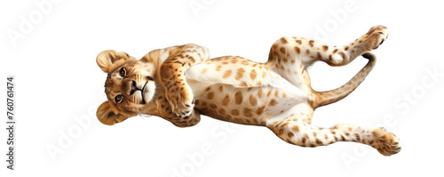 A baby lion is laying on its back with its paws on its stomach isolated on white or transparent background, png clipart, design element. Easy to place on any other background.