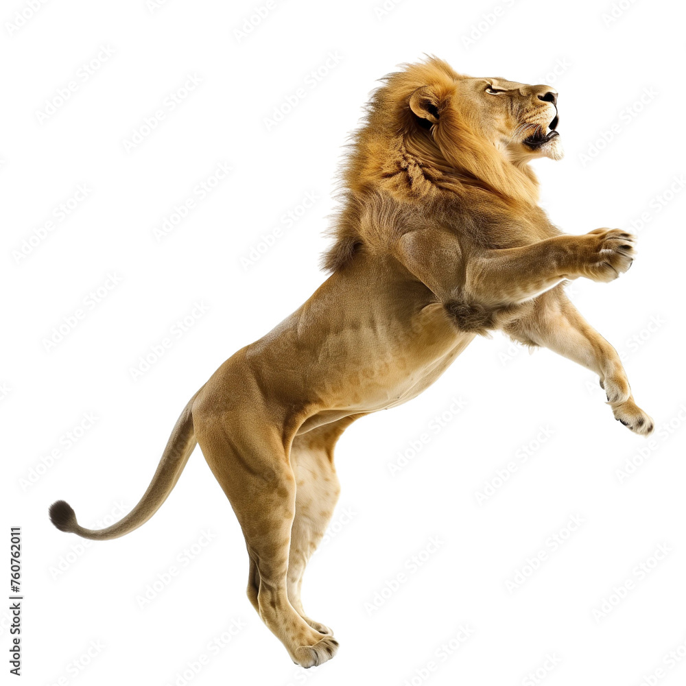 A lion is leaping into the air isolated on white or transparent background, png clipart, design element. Easy to place on any other background.