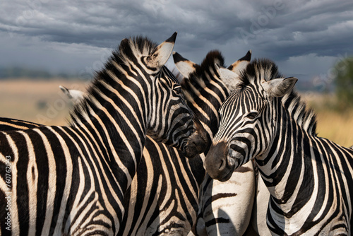 An abundance of stripes.  A herd of zebras  photographed in South Africa.
