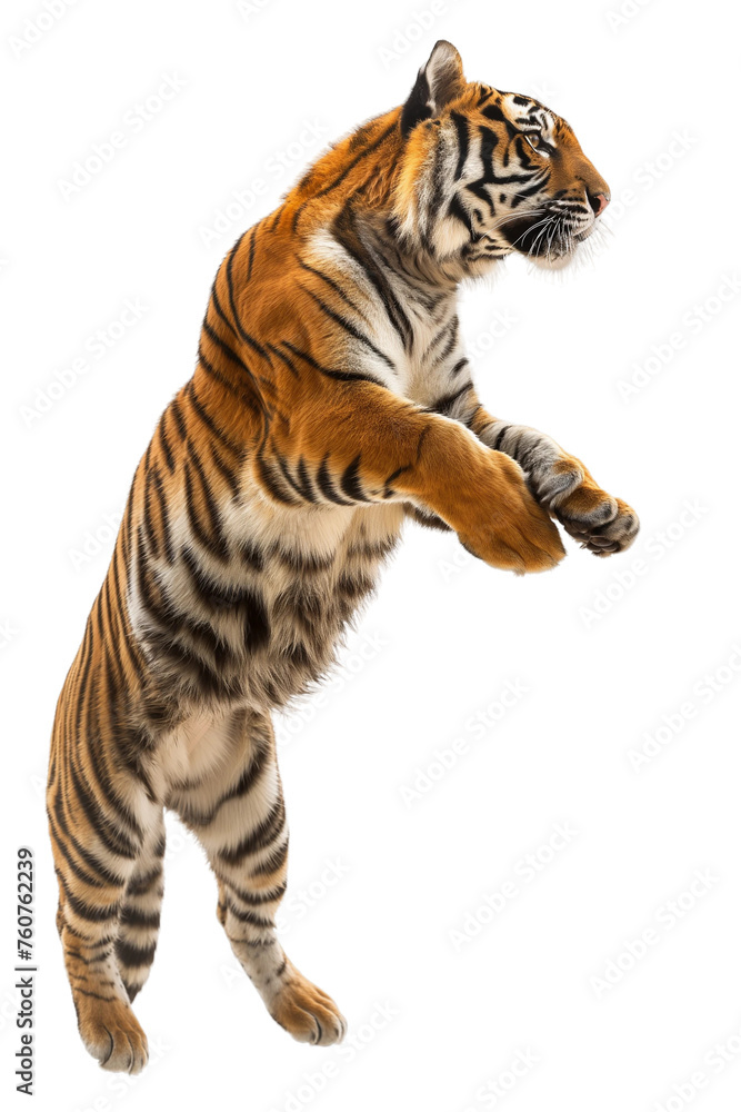 A big orange tiger is leaping into the air isolated on white or transparent background, png clipart, design element. Easy to place on any other background.