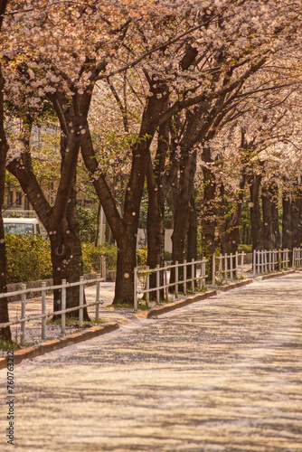 桜が舗装道路を覆う