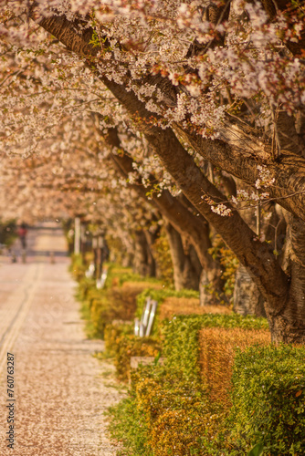 春の桜と歩行者道