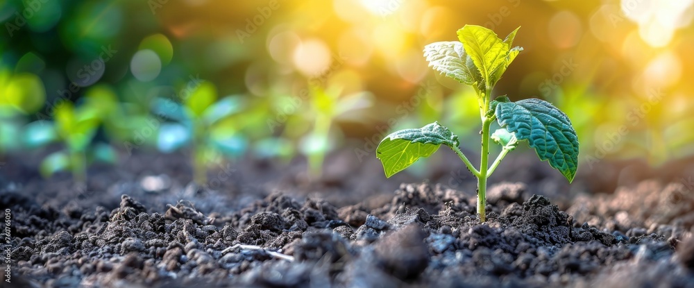 a plant emerging from the dry ground, cracked ground in drought, Wallpaper Pictures, Background Hd a plant emerging from the dry ground, cracked ground in drought, Wallpaper Pictures, Background Hd