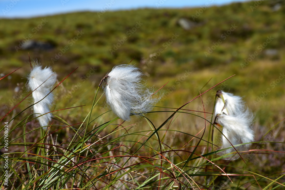 Plants on Runde Island, Norway in summer Plants on Runde Island, Norway in summer