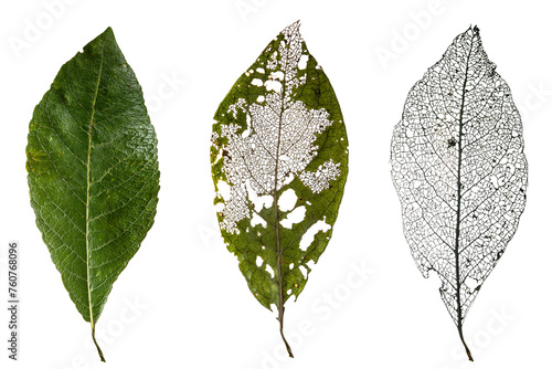 Three Leaves Showing the Cycle of Life