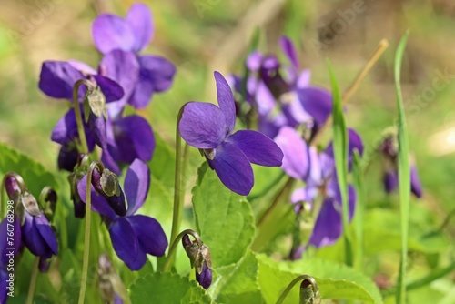 Duftveilchen (Viola odorata).