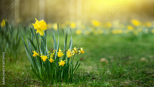 żonkile w parku, daffodils	
