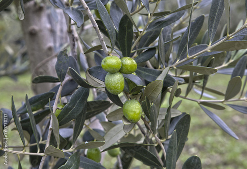 Olive tree 'Ortolana' variety with ripening fruits photo