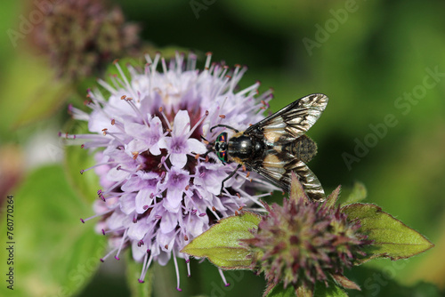 Pink mint flower with horsefly in close up photo