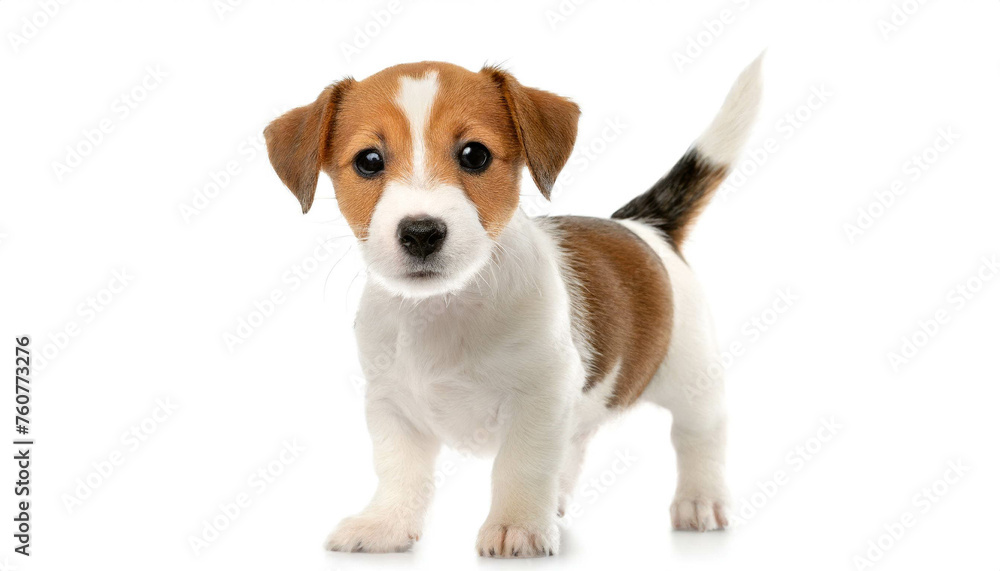 Jack Russel Terrier stehend welpe isoliert auf weißen Hintergrund, Freisteller 