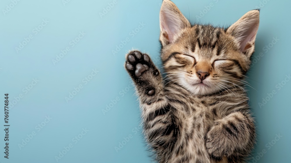 A sleeping kitten with a raised paw on a blue background. A sleeping kitten with a raised paw on a blue background.