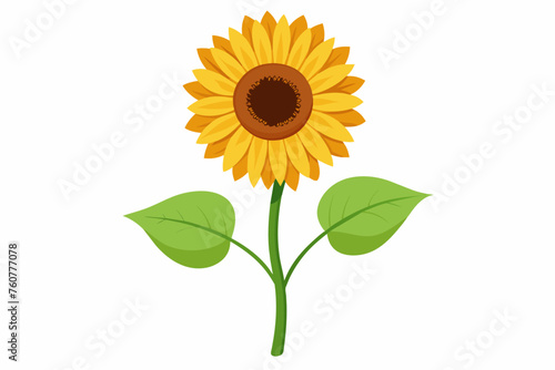  Sunflower with stem and dark green leaves  vector art illustration 