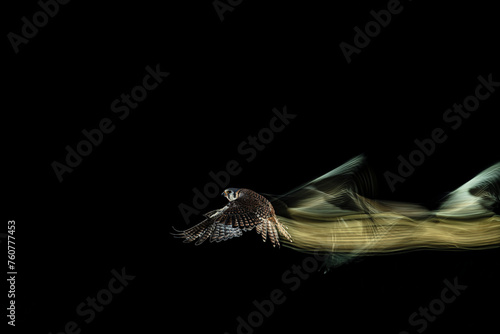 fotografia de un halcon volando