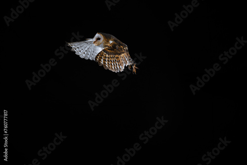 imagen de una lechuza volando con el fondo negro