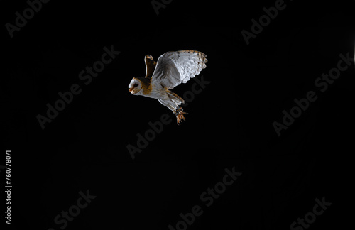 fotografia de una lechuza volando