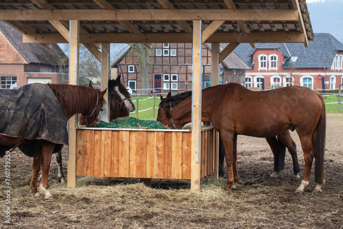 Three horses eating on a farm © A