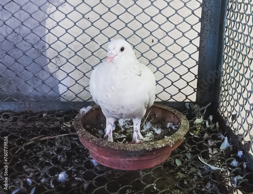 Beautiful White Color paira bird. Single pigeons sitting parallelly on steel tin rooftop. Pigeons sitting. Isolated pigeons. Portrait of birds. photo