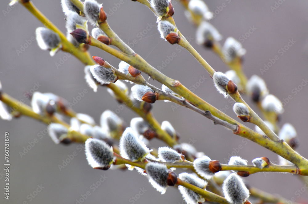 Flowering branch of willow (Salix caprea) Flowering branch of willow (Salix caprea)