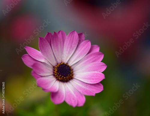 pink daisy close up