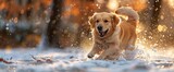 Surrender to the enchantment of the impossible as dogs take flight, their wings propelling them through the heavens with effortless grace , Wallpaper Pictures, Background Hd