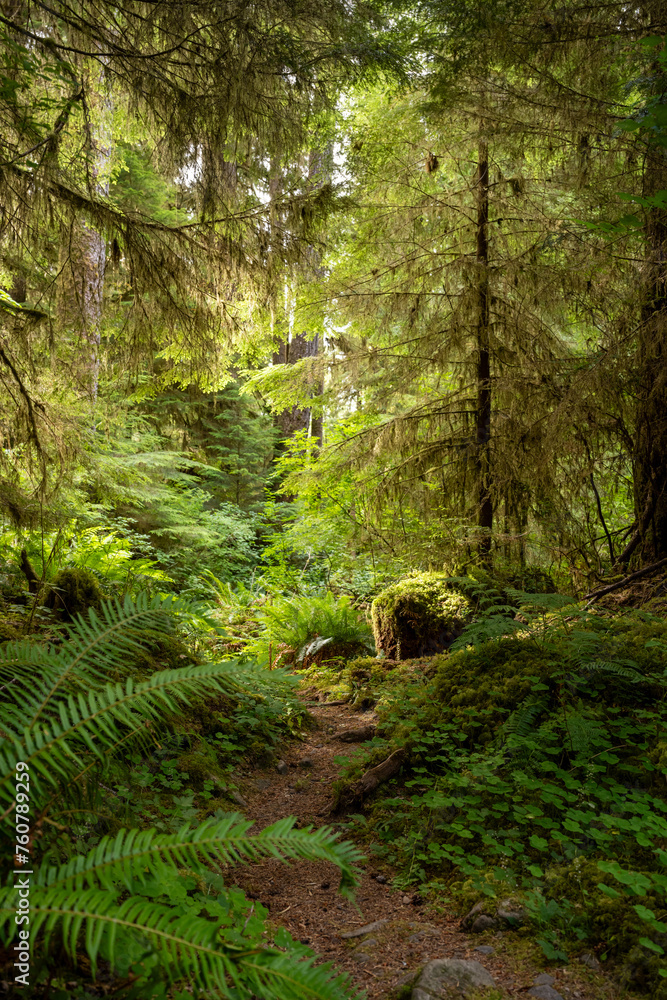 Magical Light through Olympic Forest Magical Light through Olympic Forest
