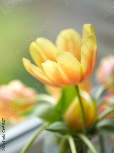 tulipe ouverte
