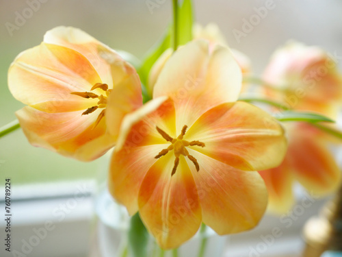 tulipes ouvertes
