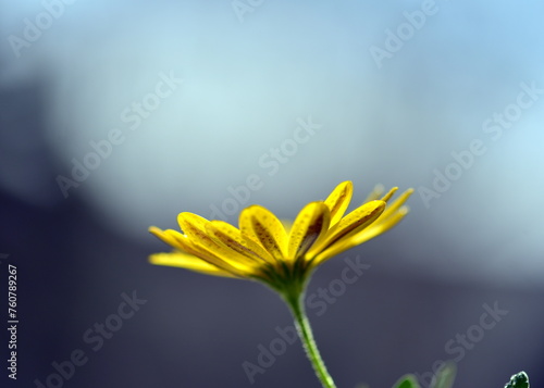 Daisy flower on blue background © Biljana Nik