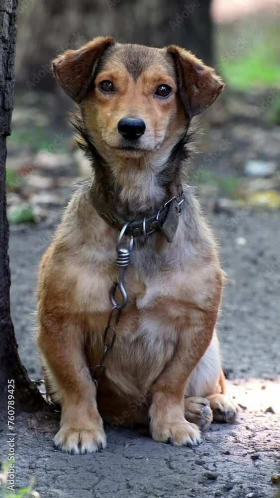Guard dog on a chain. Cheerful dog waving his tail, sticking out his tongue. Small yard dog looks  with kind eyes and wags its tail. Mongrel dog near the booth guards the territory Vertical video