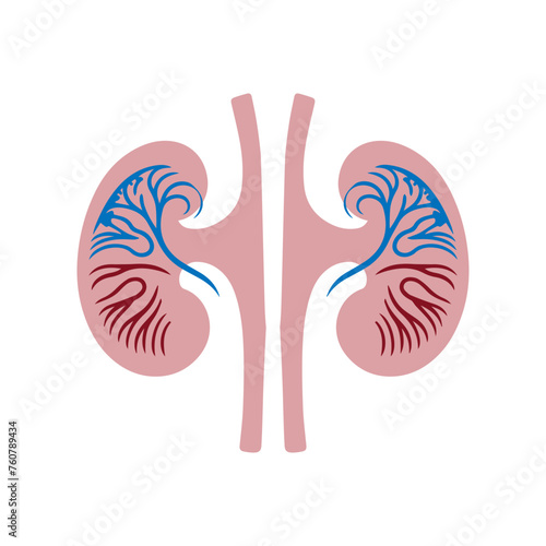 Kidney human anatomy organs