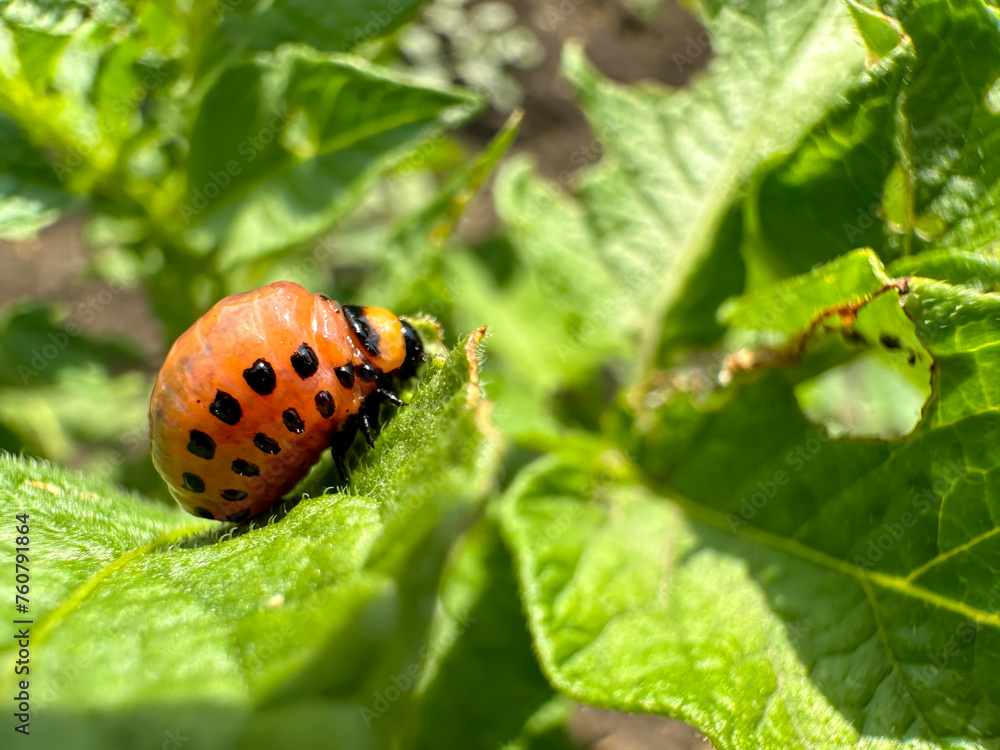 The larva of the Colorado potato beetle eats a potato leaf The larva of the Colorado potato beetle eats a potato leaf