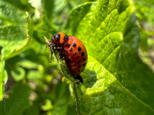 The Colorado potato beetle eats potato petals
