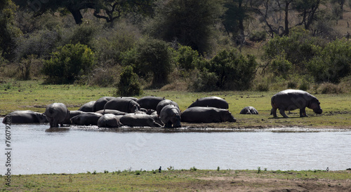 A group of hippo photo